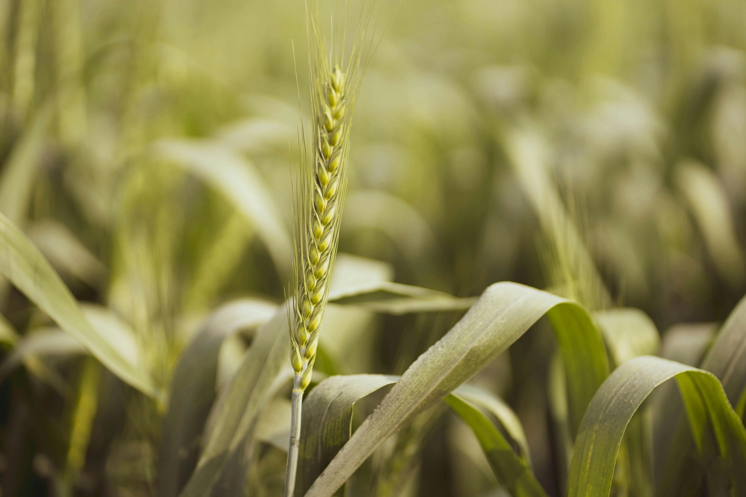 Gartenbau Brandenburg – Gartenarbeit – Nahaufnahme eines unreifen Weizenhalms (Gattung Triticum), einem weltweit bedeutenden Getreide Gartenbau Brandenburg - Gartenarbeit -